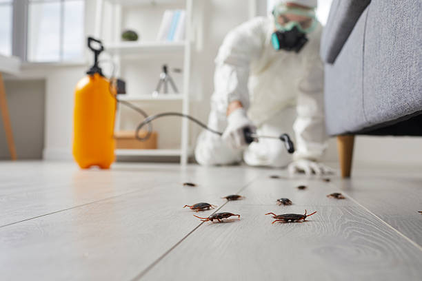 Post-Treatment Bed Bug Interceptor Monitoring in Rockvale